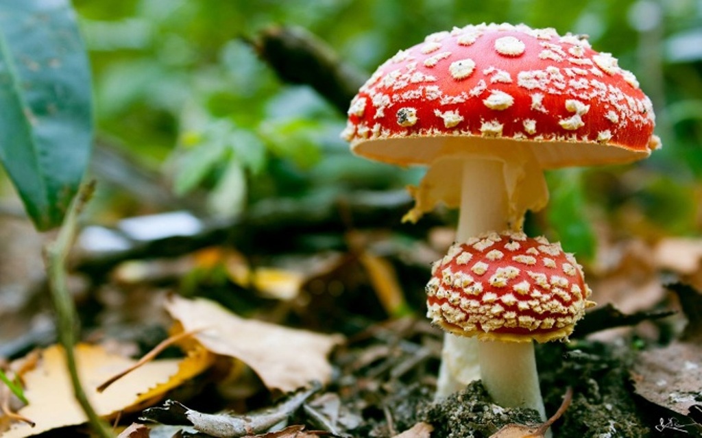 394641-nature-deadly-beauty-amanita-muscaria_670