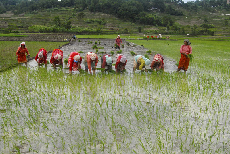 paddy-planting-ropain