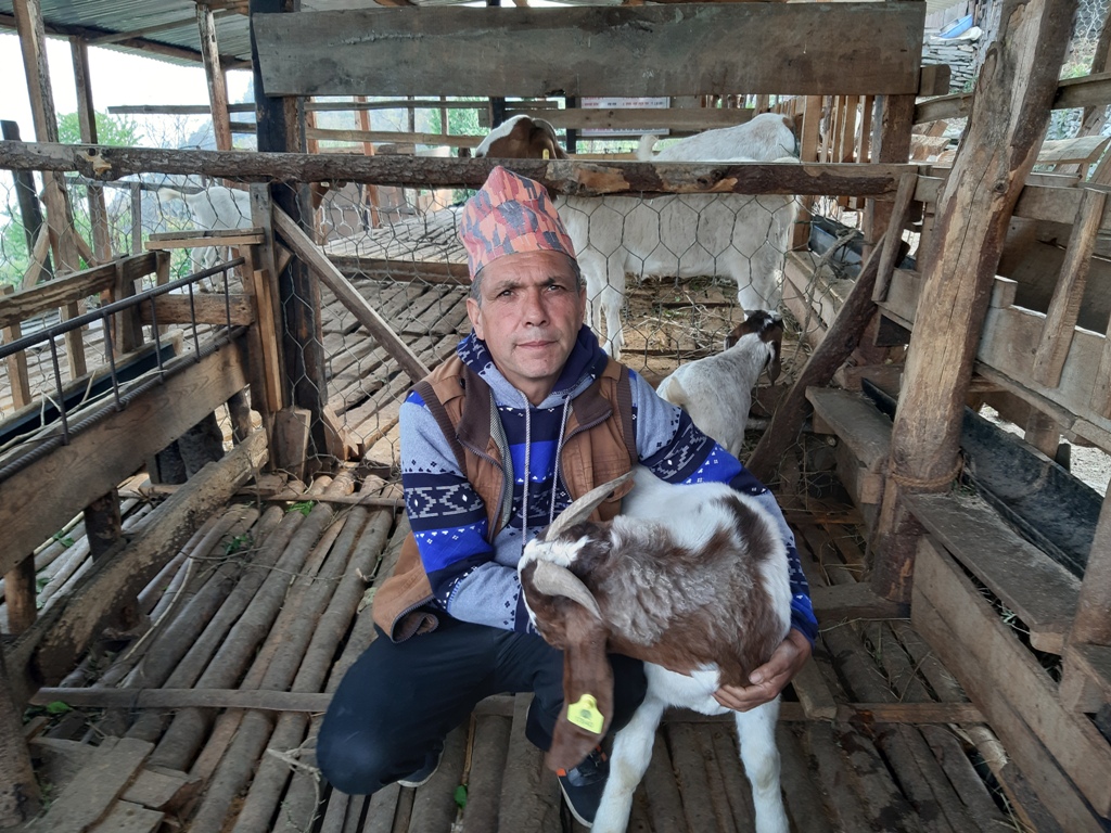 Ananda rijal goat story (1)