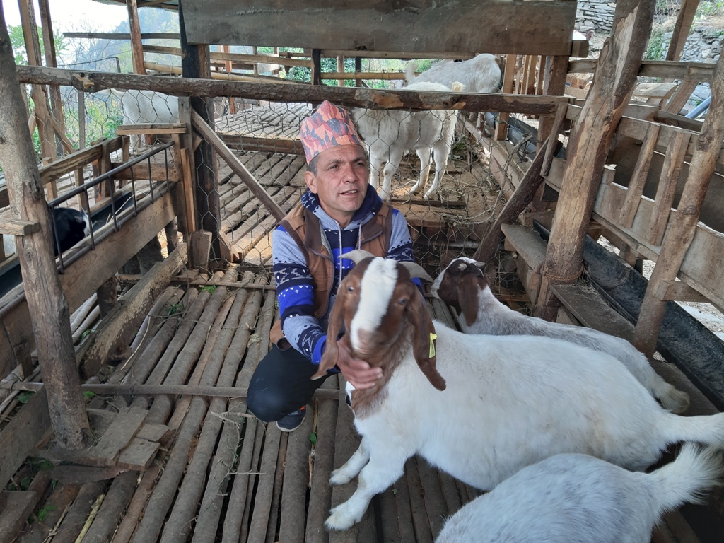Ananda rijal goat story (3)