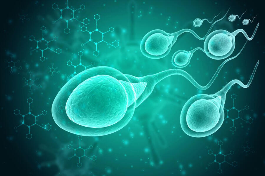 the-impact-of-covid-19-on-male-fertility