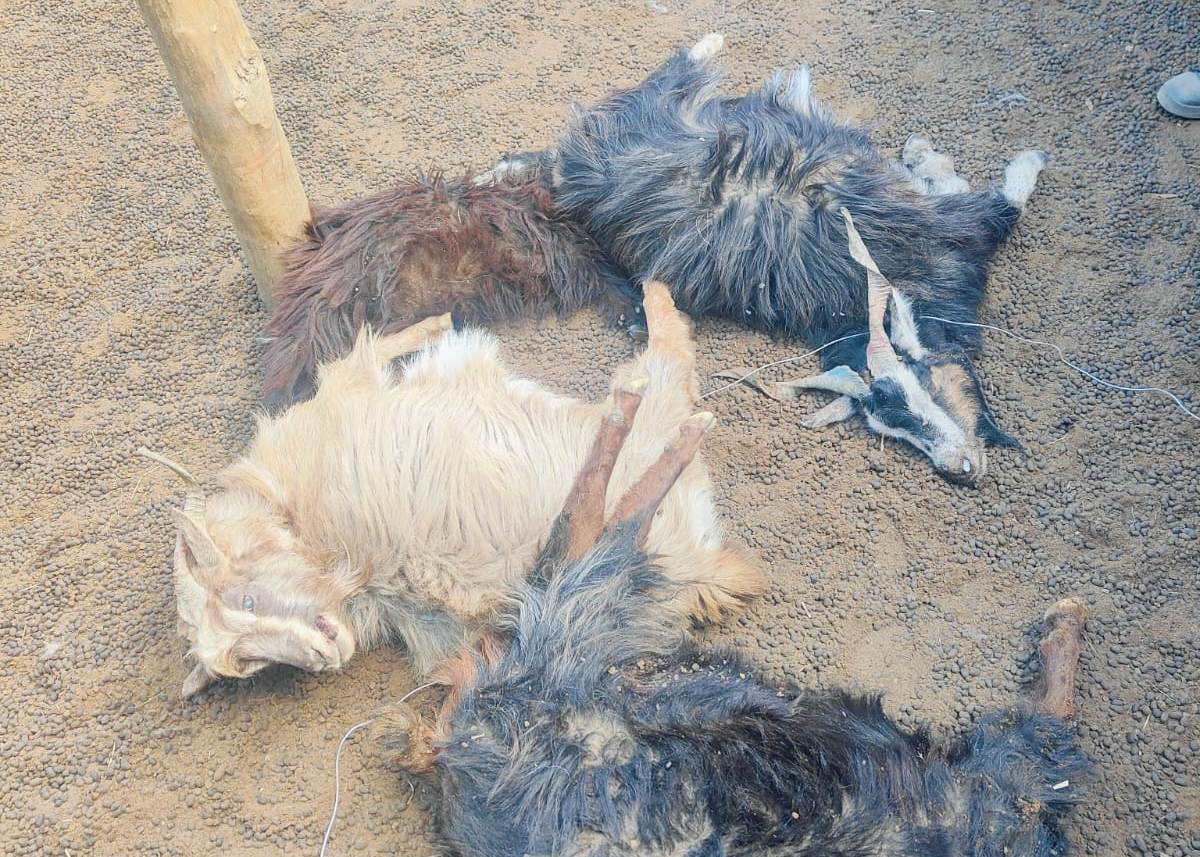 Snow leopard kill (1)